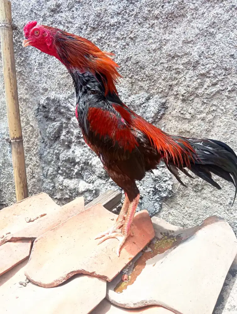 Jajangkar ayam muda siap abar