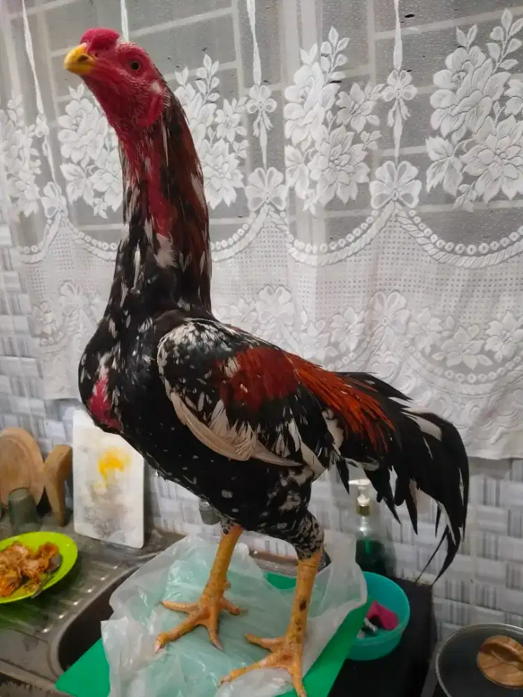 Ayam Siam Bangkok Selatan