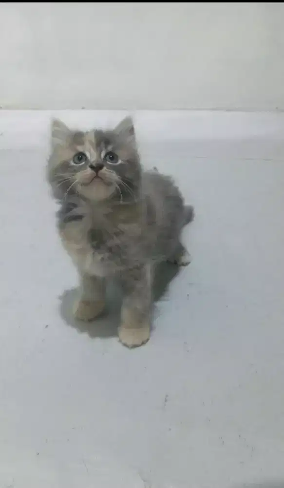 Kiteen persia betina