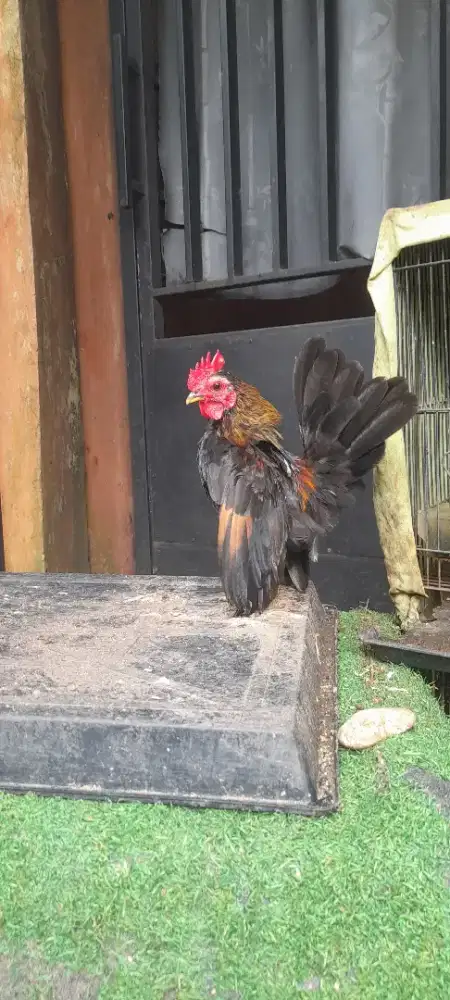 Jual ayam serama jantan muda