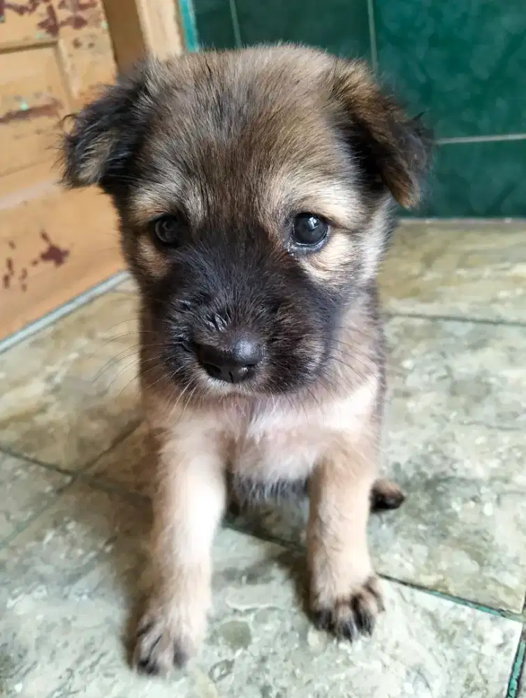Anak anjing 2 bulan