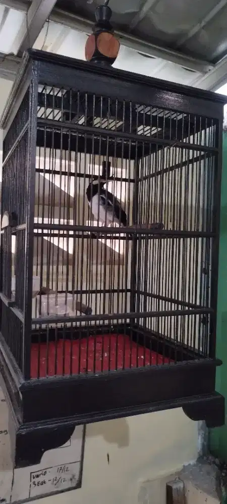 Jual burung jalak suren jawa