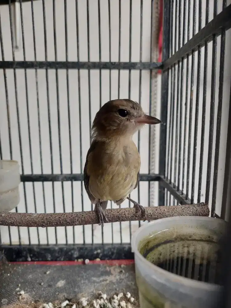 Burung sirpu bakalan