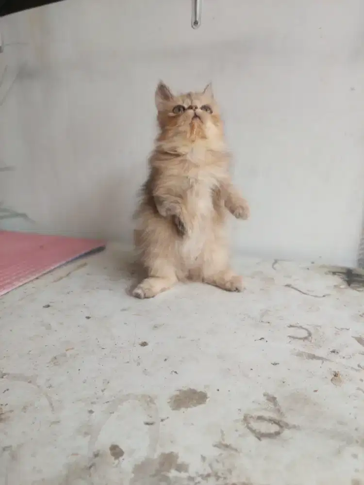 Jual kitten persimed