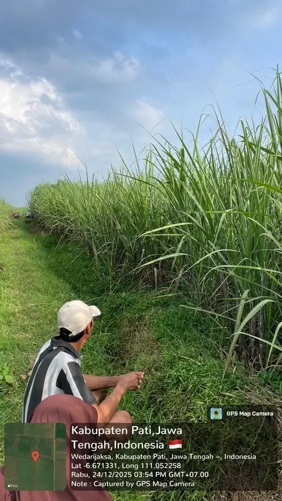 Tanah sawah kebun tebu