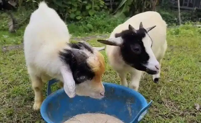 sepasang indukan kambing mini pygmi asli 1 tahunan TB 40cm bukan cross