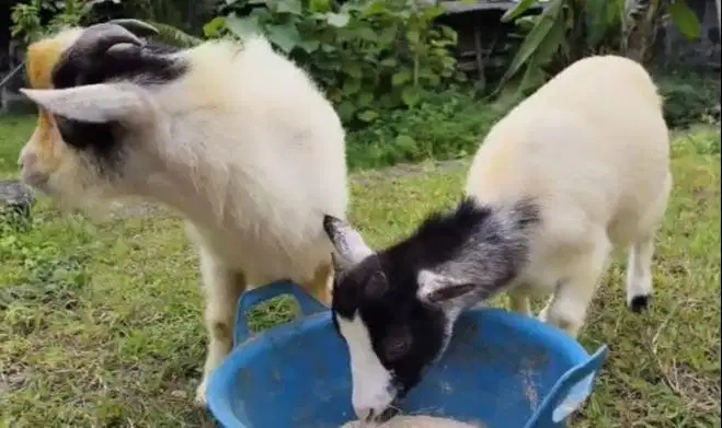 sepasang indukan kambing mini pygmi asli 1 tahunan TB 40cm bukan cross