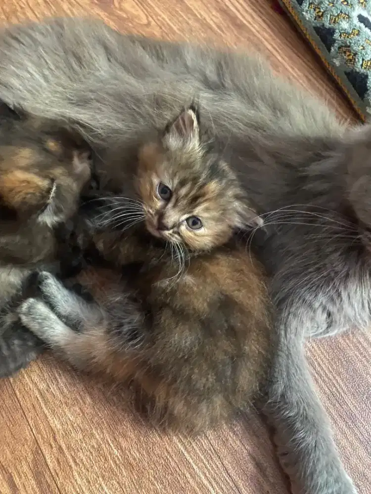KUCING PERSIA KITTEN