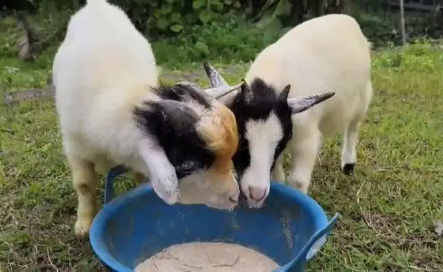 sepasang indukan kambing mini pygmi 1 tahunan TB 40cm exotik langka ok