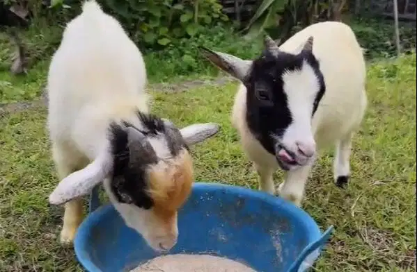 sepasang indukan kambing mini pygmi 1 tahunan TB 40cm siap ternak puas