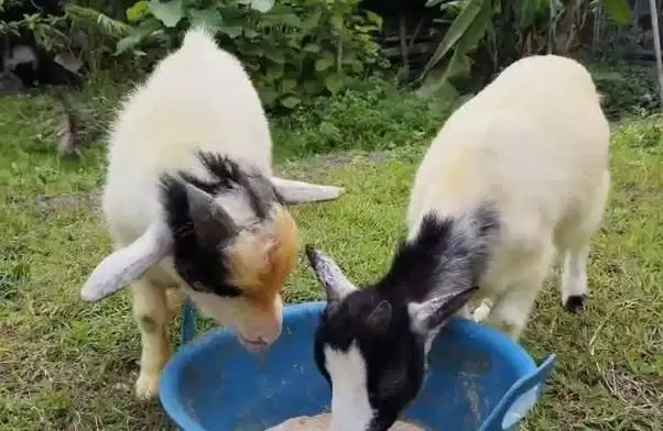 sepasang indukan kambing mini pygmi 1 tahunan TB 40cm siap piara hobby