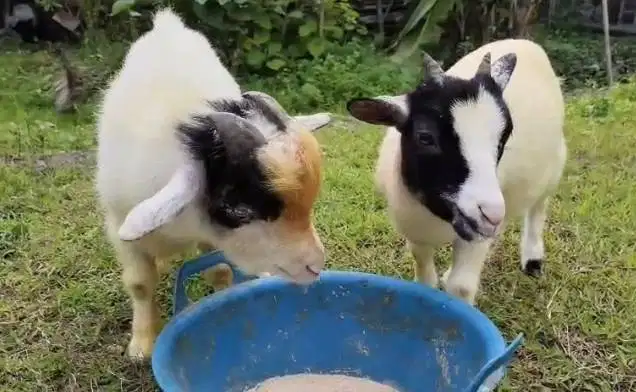 sepasang indukan kambing mini pygmi 1 tahunan TB 40cm siap piara hobby