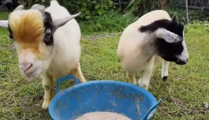 sepasang indukan kambing mini pygmi 1 tahunan TB 40cm siap ternak hoby