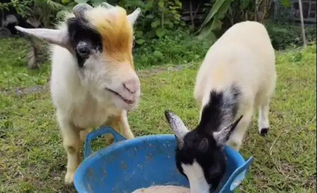 sepasang indukan kambing mini pygmi 1 thn TB 40cm siap piara koleksian