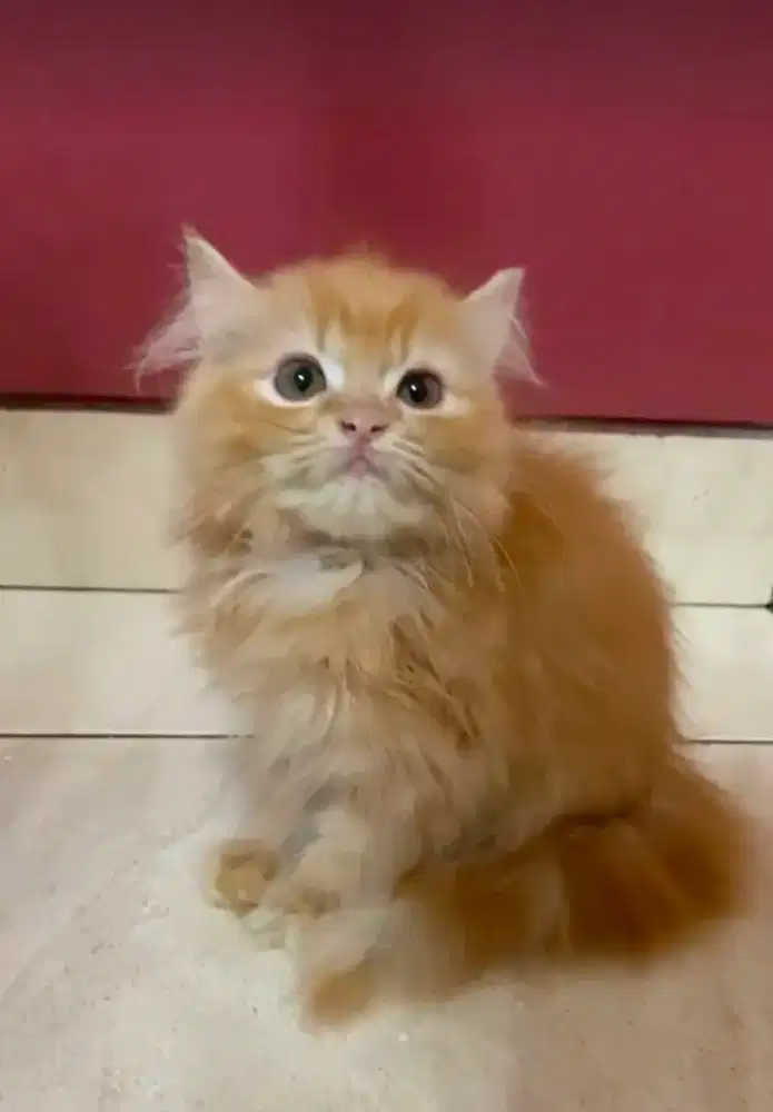 Kucing Persia Warna Bulu OYEN