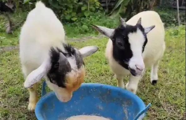 sepasang indukan kambing mini pygmi 1 thn TB 40cm exotik original asli