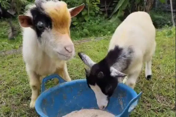 sepasang indukan kambing mini pygmi 1 thn TB 40cm exotik original asli