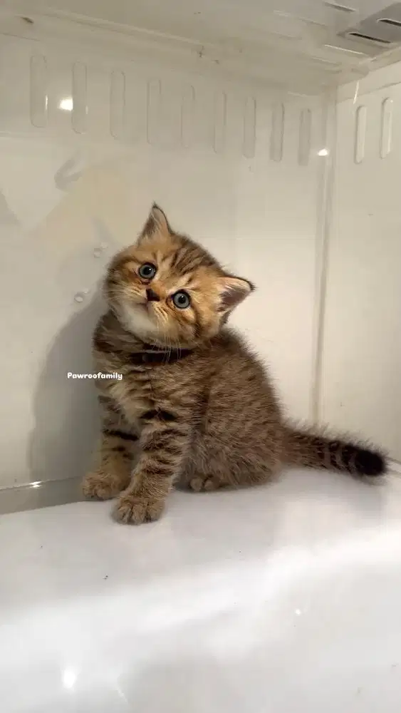 Scottish Straight line BSH Scottish Fold  x Scottish Straight