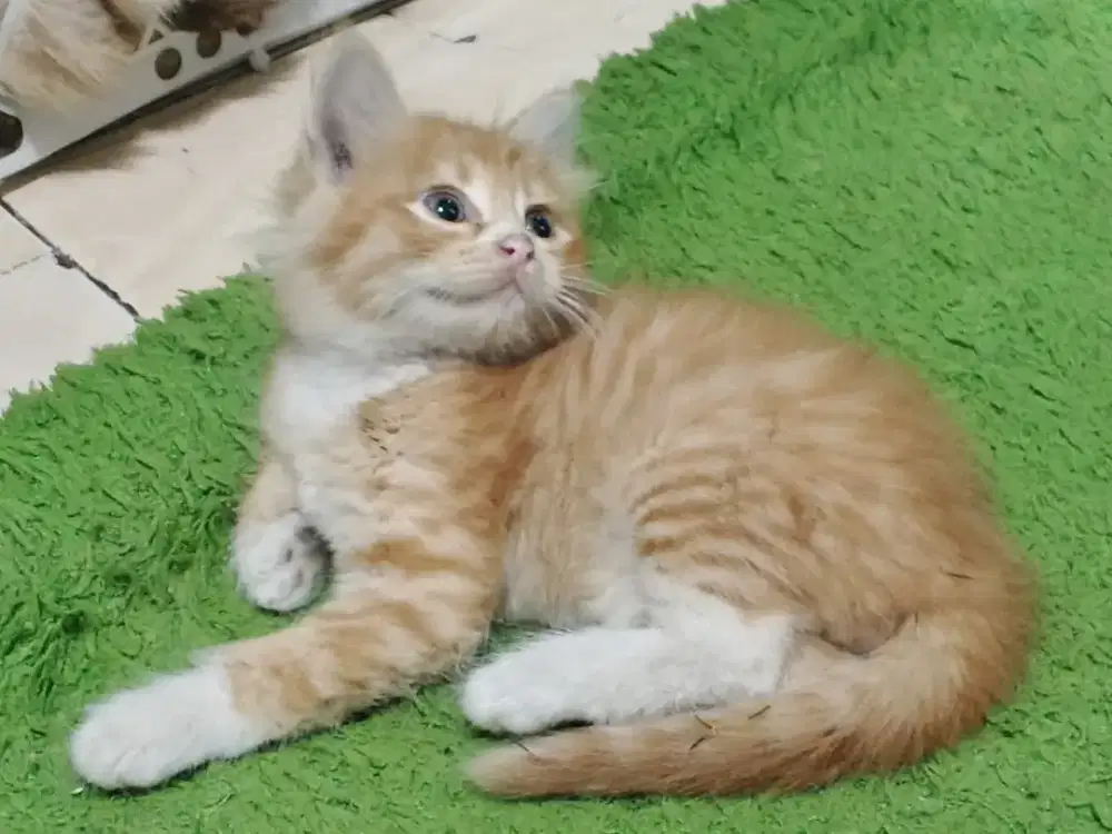 Kucing kitten  persia jantan