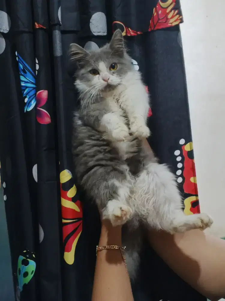 Kucing kitten muckhin silang flatnose betina