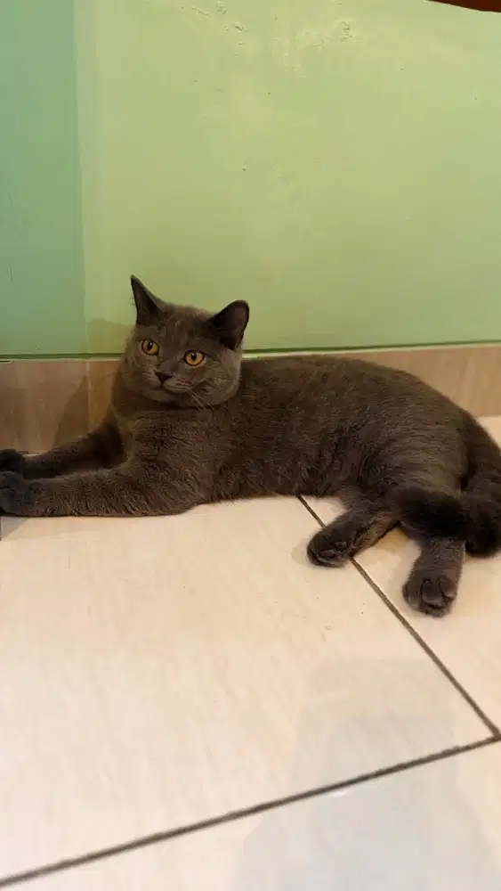 KUCING BSH (NON PEDIGREE) JANTAN