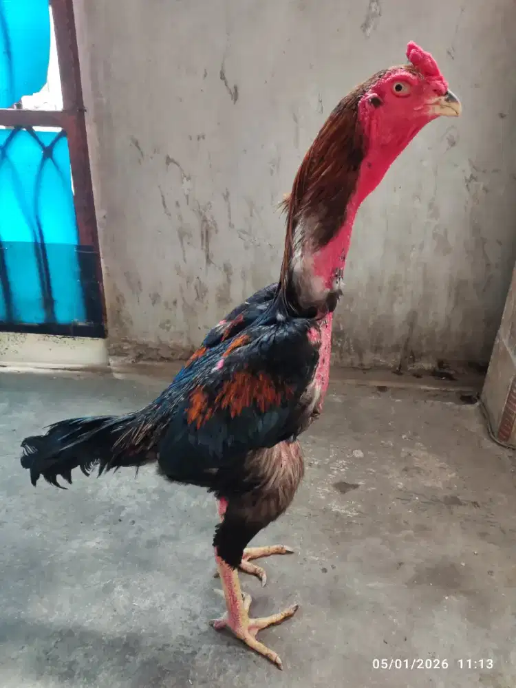Ayam shamo tarung