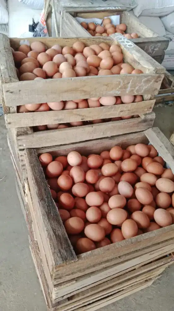 Telor ayam segar baru harga murah jabung malang