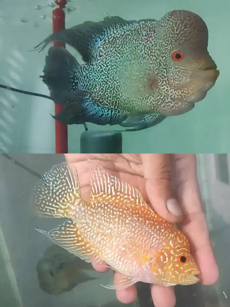 1 pair louhan cencu dan golden base