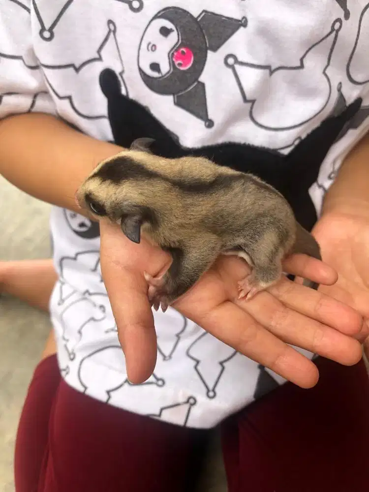 sugar glider cg het platinum