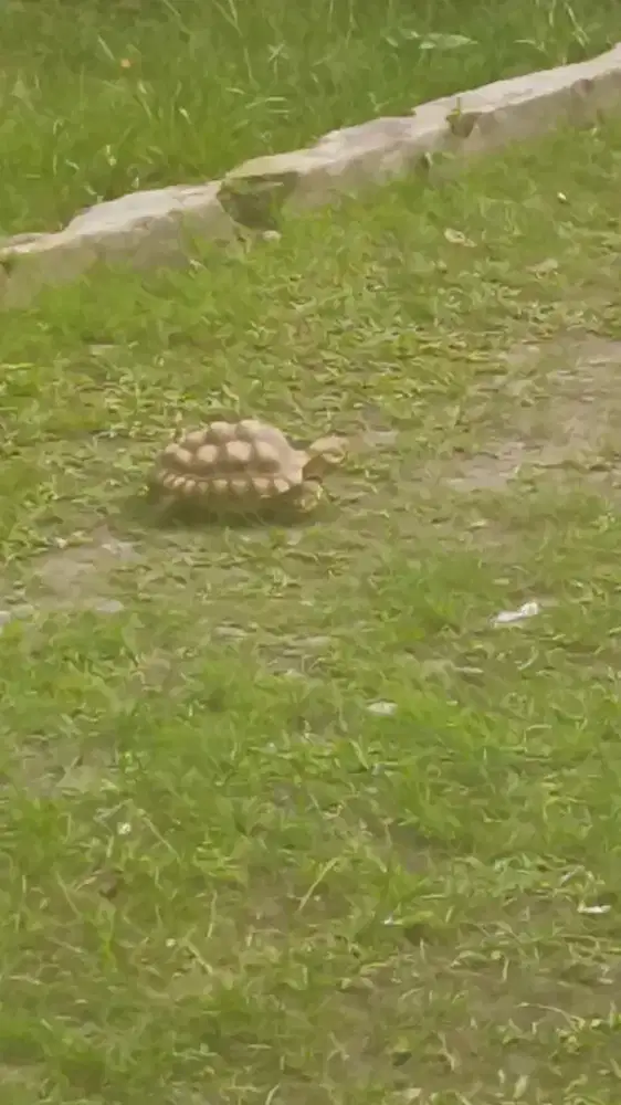 JUAL CEPAT SULCATA, DIKARENAKAN TIDAK ADA WAKTU MERAWAT