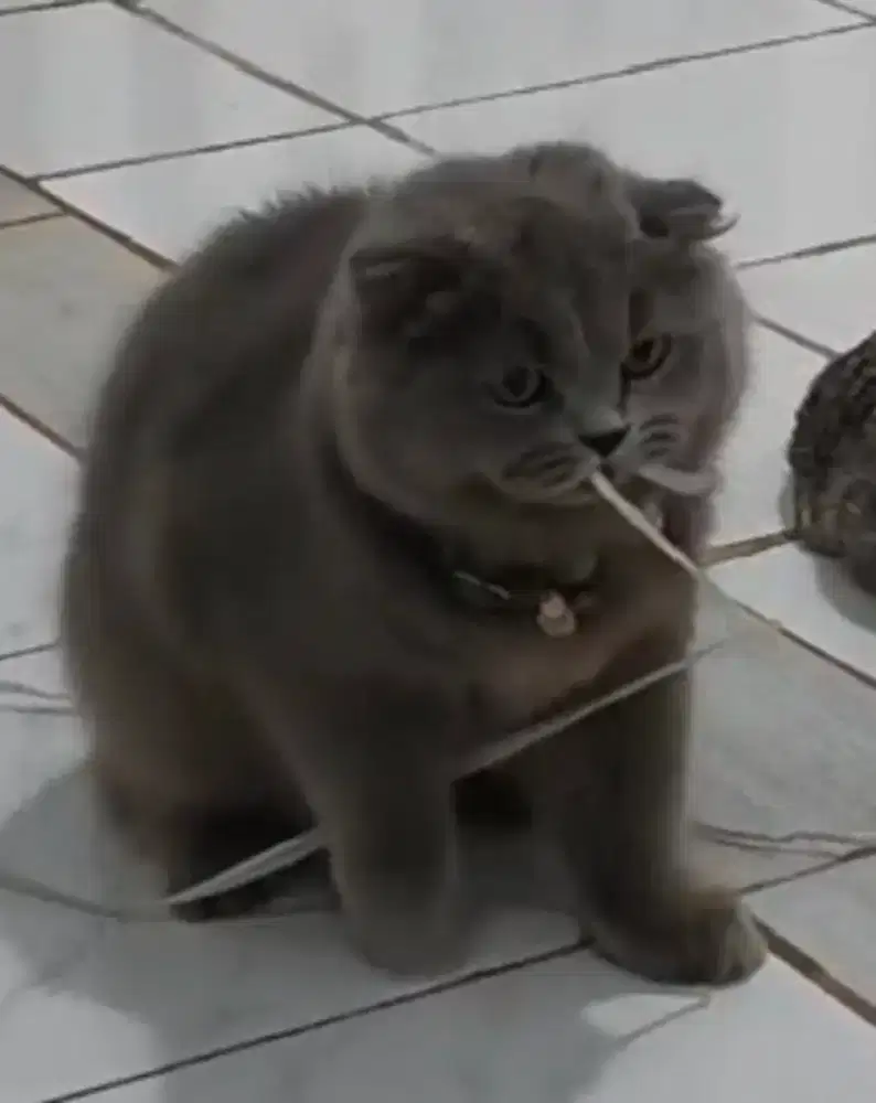 Kucing Scottish fold