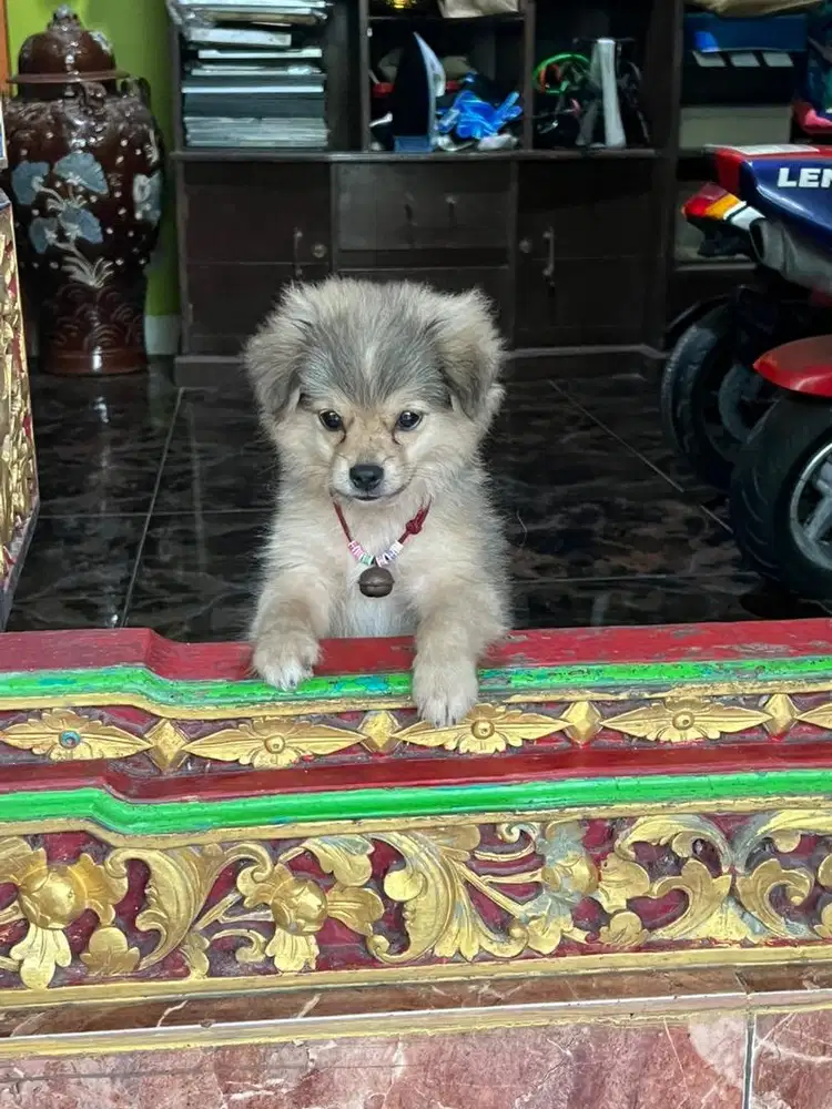 Di jual anjing mini pom