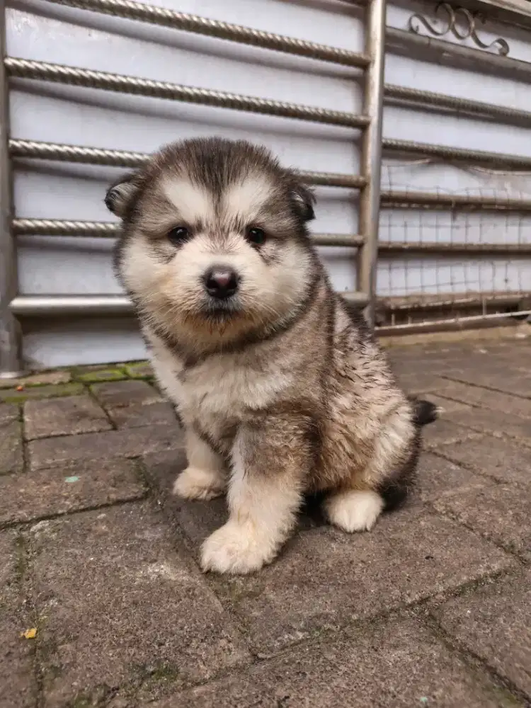 Alaskan malamute stambum