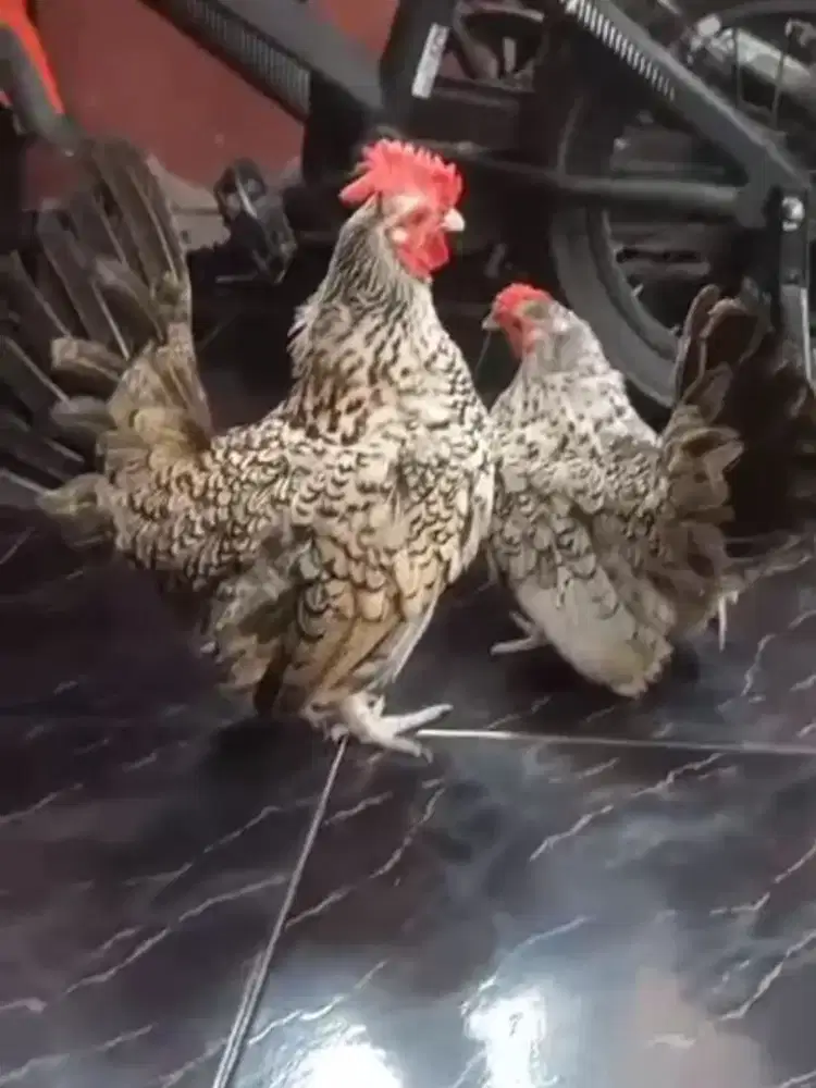 Ayam batik putih blirik sepasng