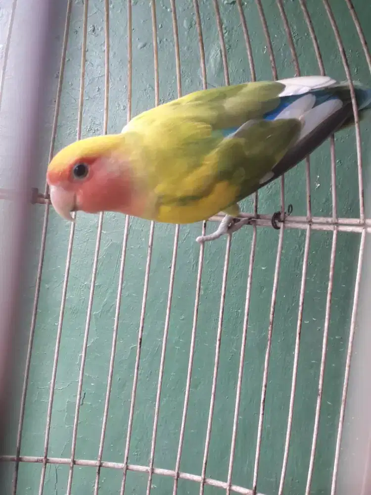 Lovebird jantan NK warna cantik di bogor