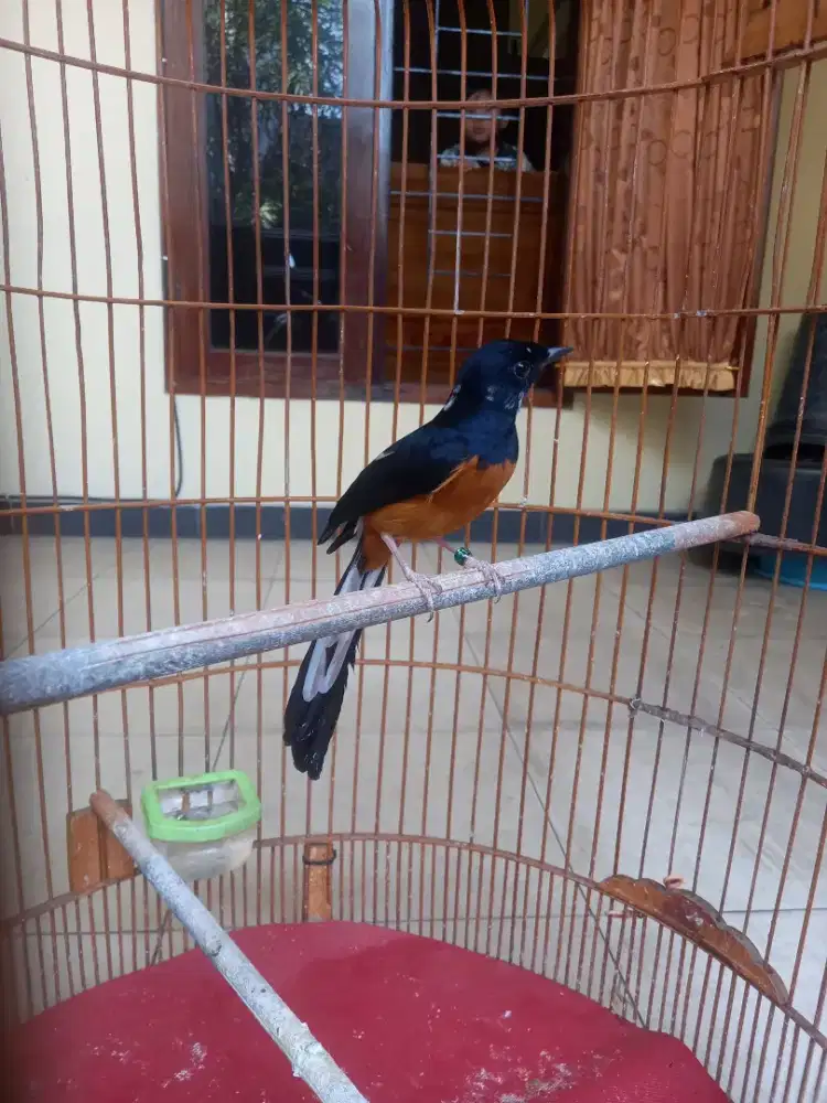 Murai batu pastol blorok