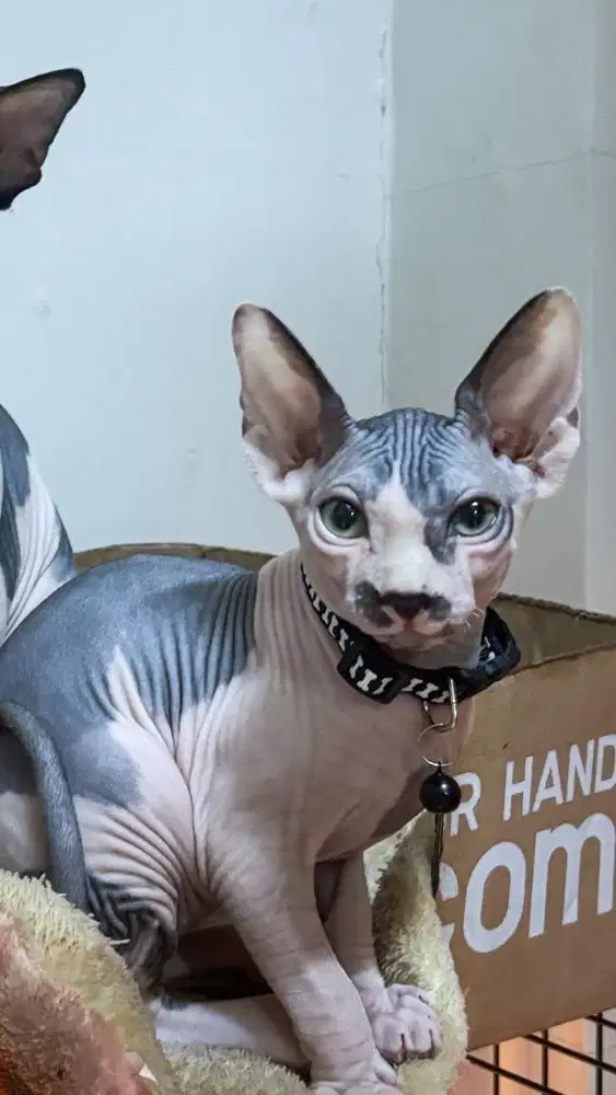 Sphynx Kitten Bi-Color