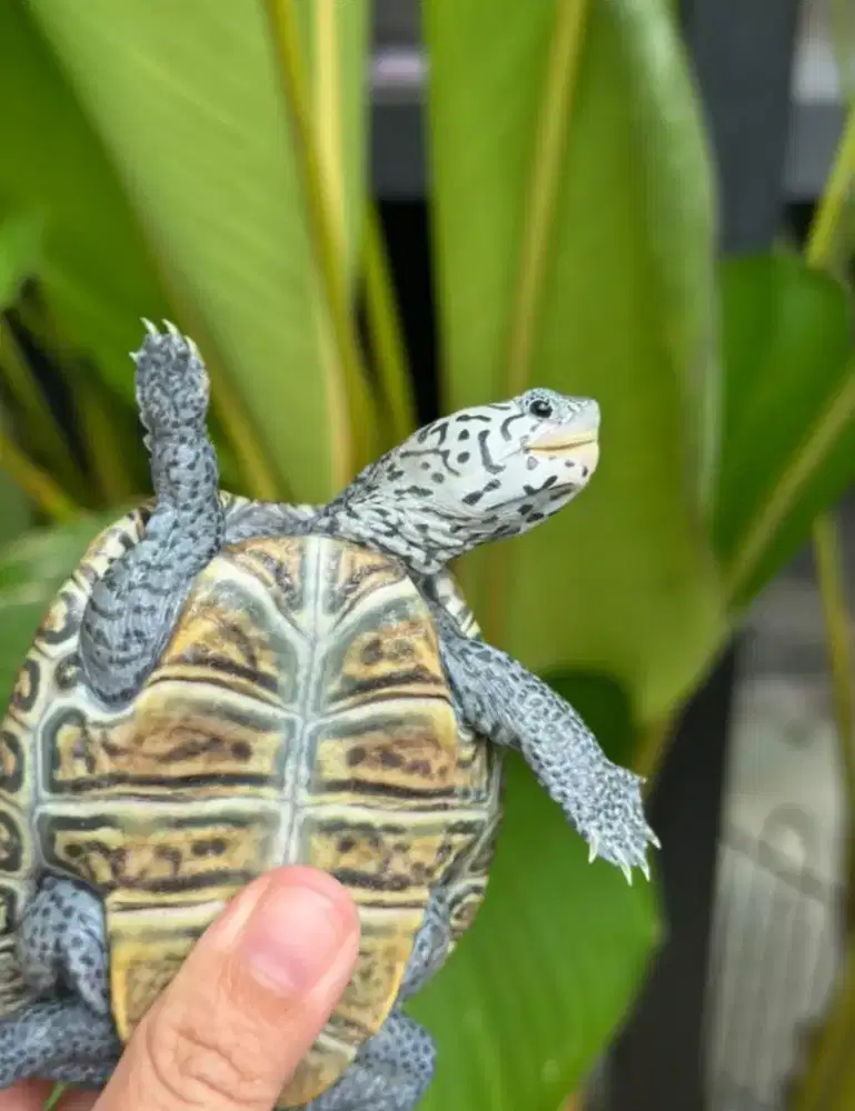 kura air DBT Concentric 9cm