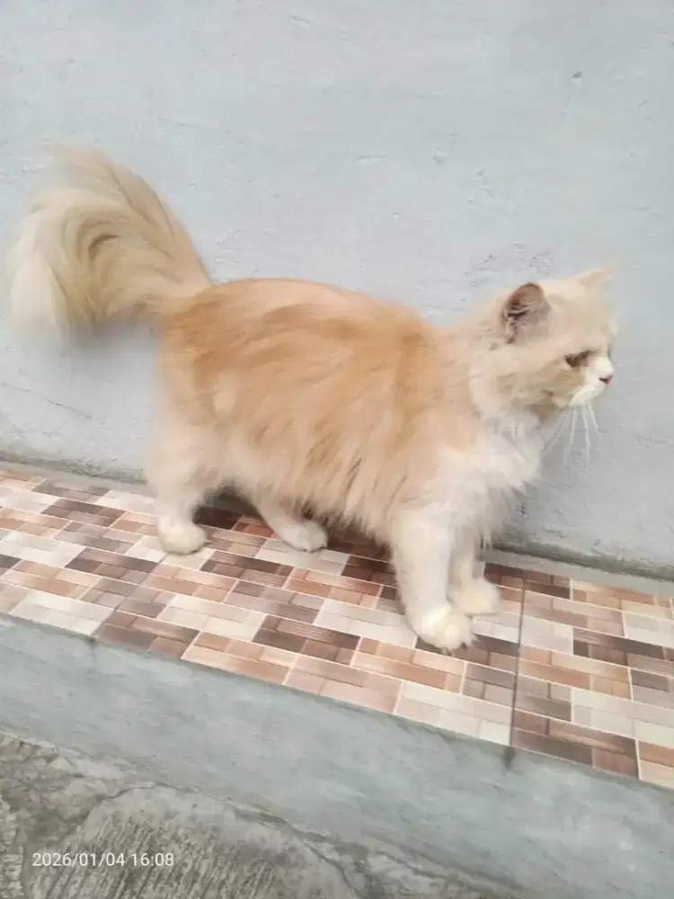 anak kucing Persia
