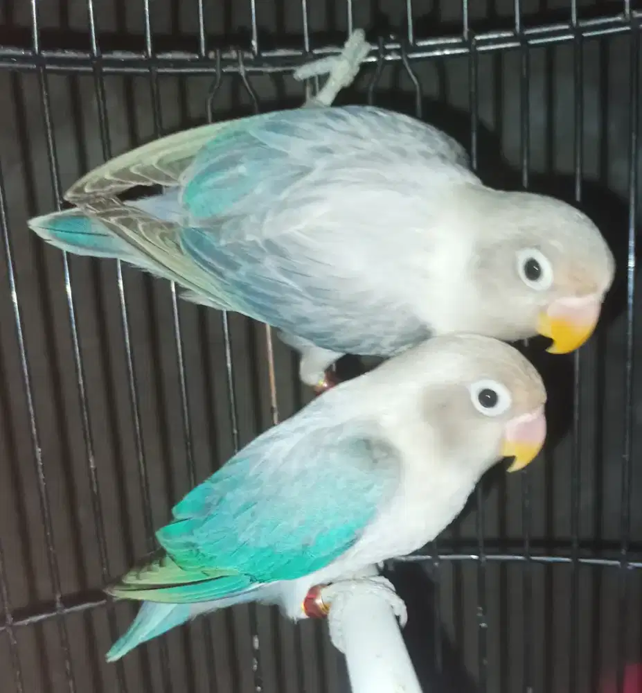 Burung Lovebird love bird Biola Euwing Blue paud