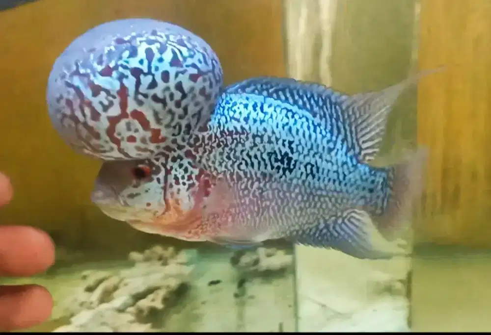 louhan srm boomhead(indukan)