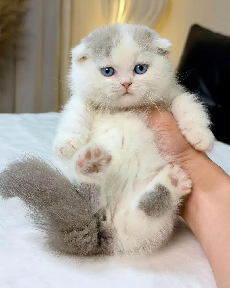 munchkin fold lilac van blue eyes