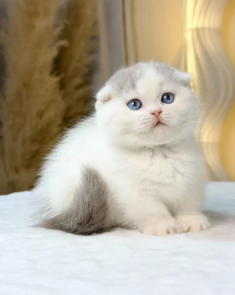 munchkin fold lilac van blue eyes