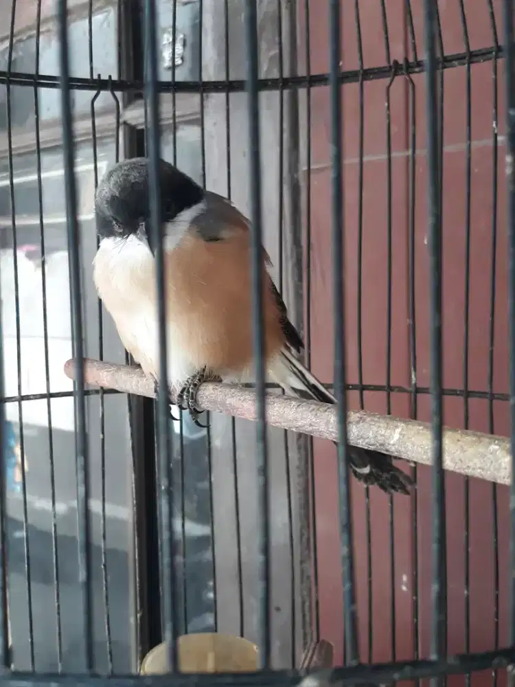 toed jawa muluh ngoceh