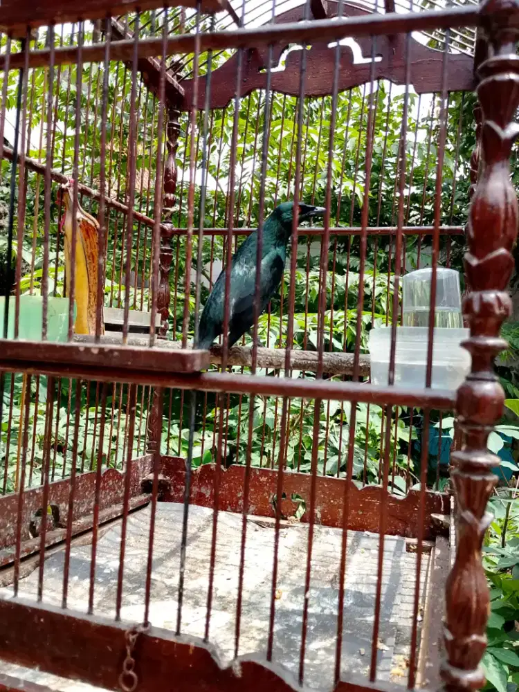 Burung cica Keling masteran