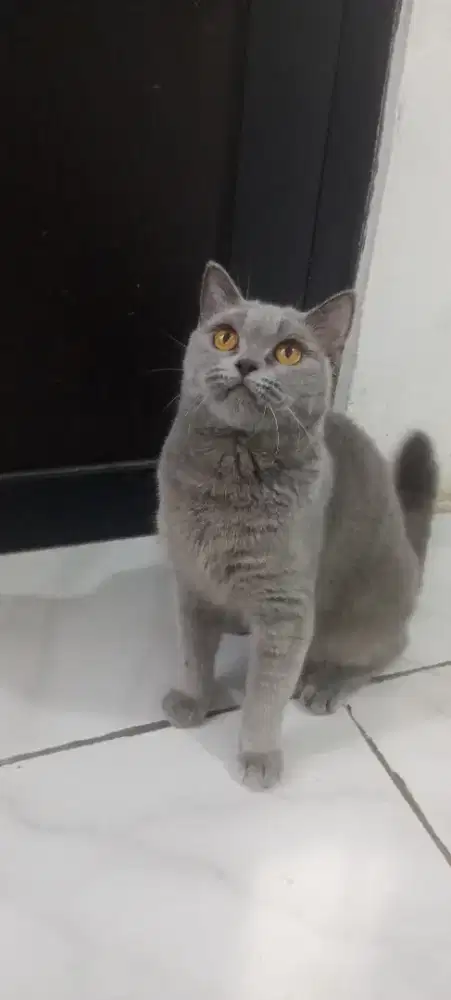 Open adop BSH blue solid