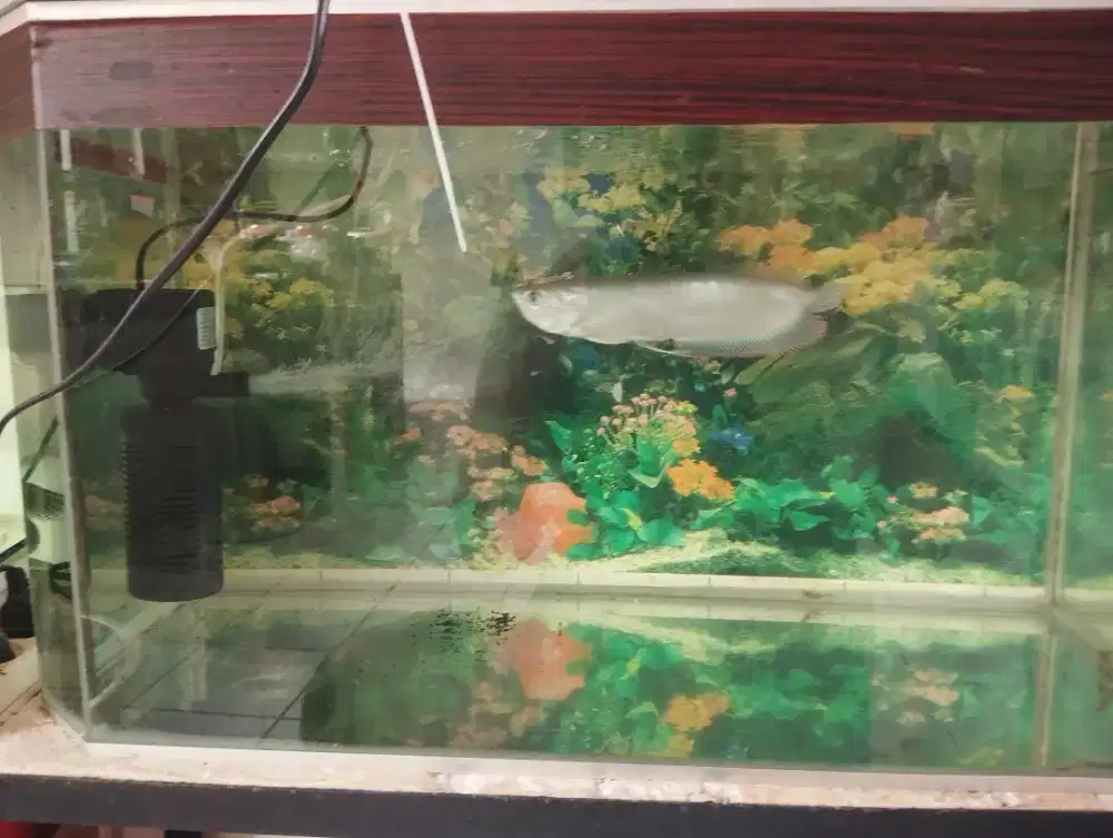 Jual cepat ikan arwana silver red ukuran 25 cm an