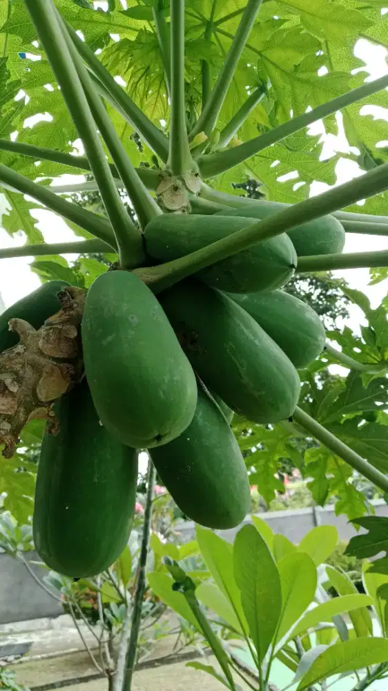 Bismillah.. Saya sedang cari kerjaan ART/ asuh anak