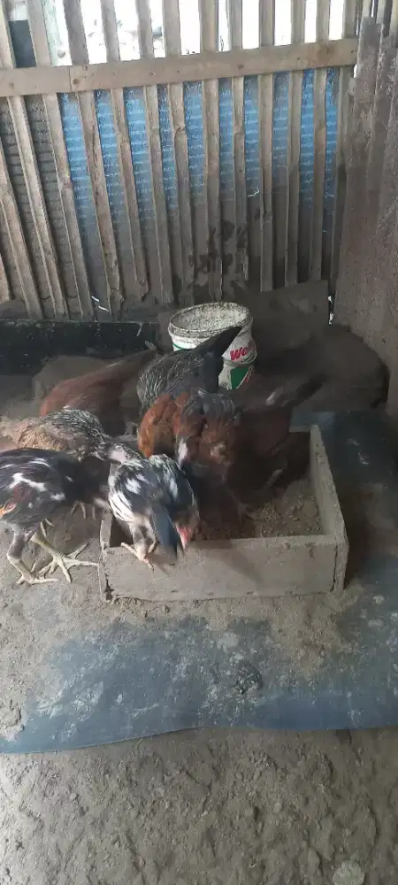 Ayam mangon jantan dan betina umur 3 bulan.
