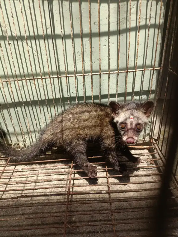 Musang Fresh Alam Betina